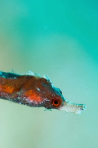 Juvenile Egyptian seahorse by Paul Colley 